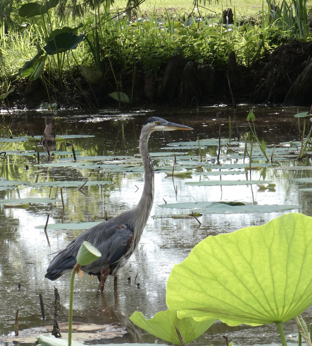 Great Blue Heron - ML471634971