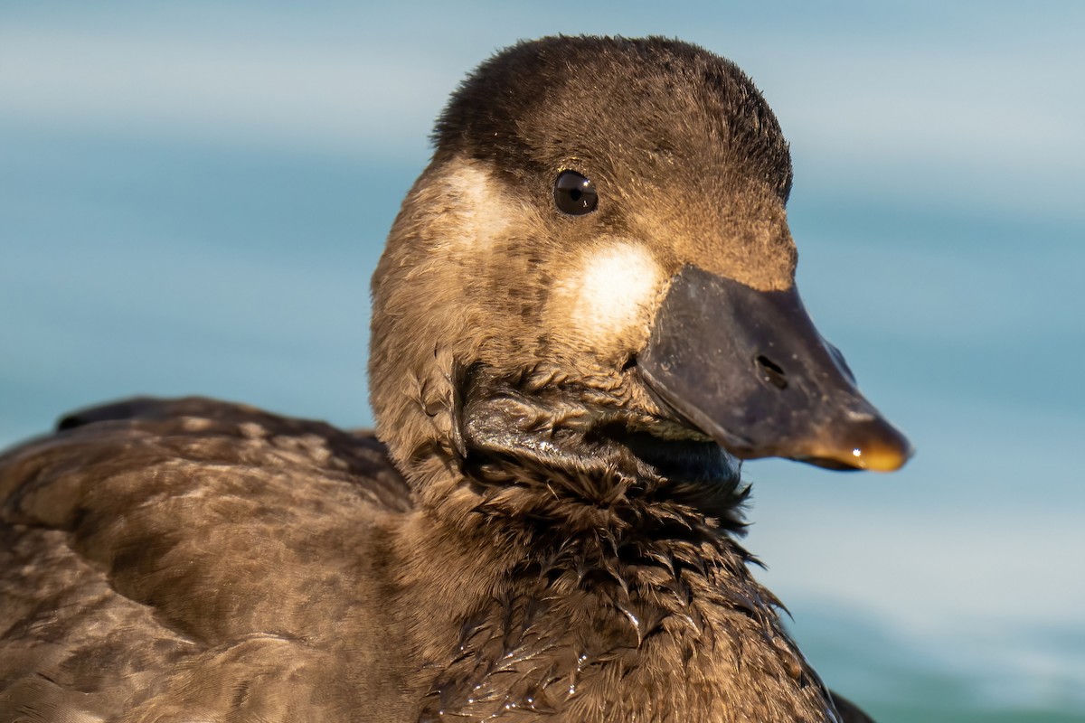 Surf Scoter - ML471635141