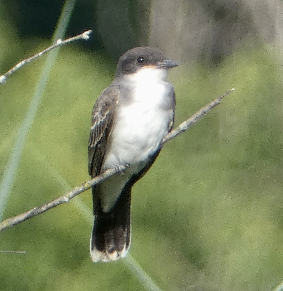 Eastern Kingbird - ML471635161