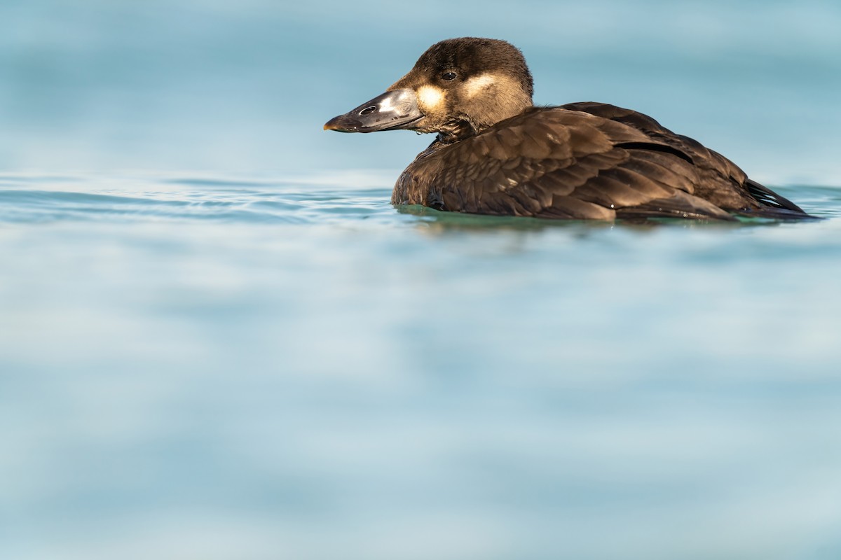 Surf Scoter - ML471635191