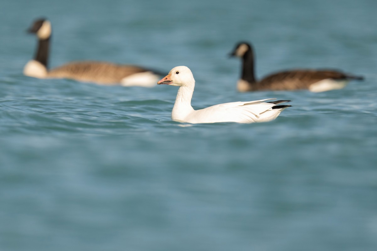 Snow Goose - ML471635221