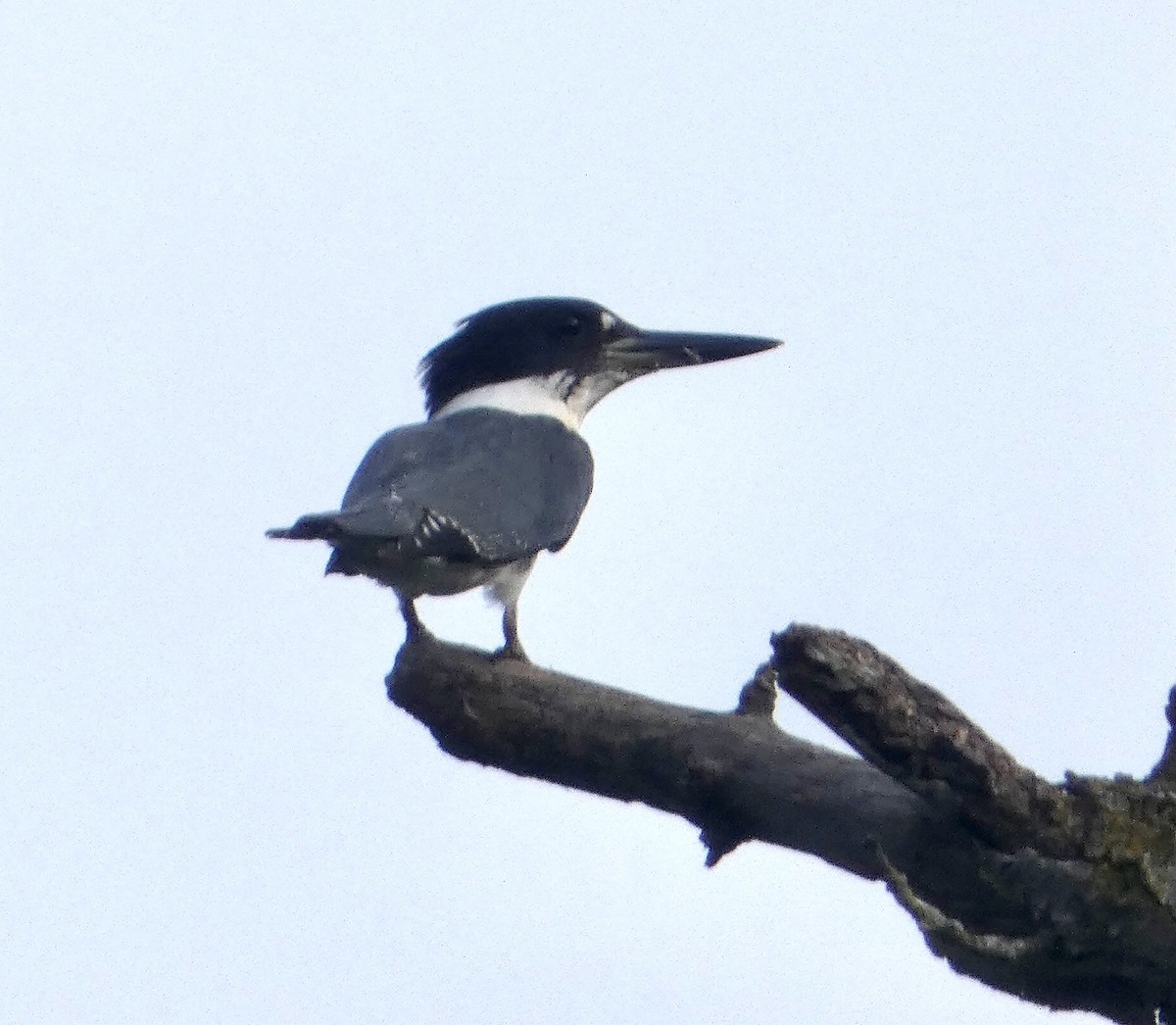 Belted Kingfisher - ML471635331