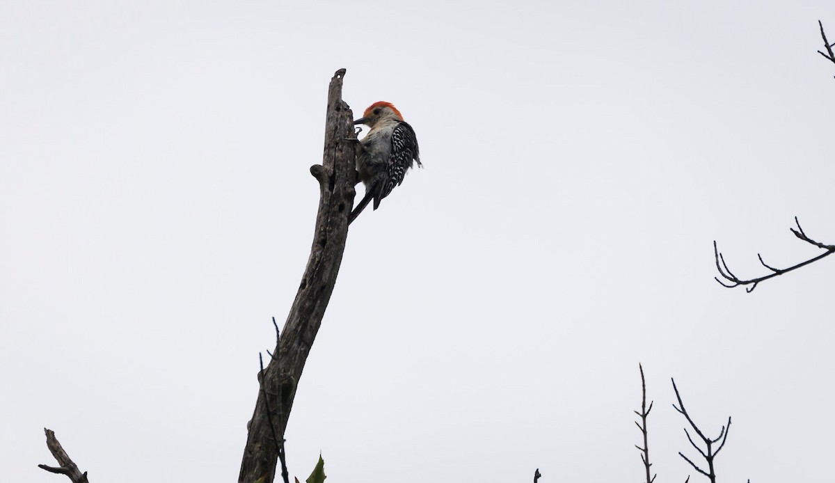 Red-bellied Woodpecker - ML471636071