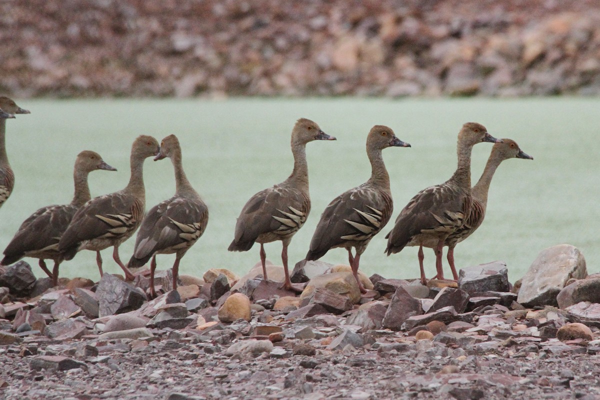 Plumed Whistling-Duck - Gypsy Stockley