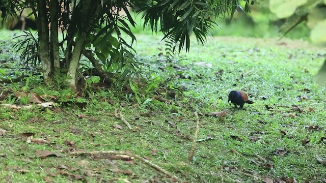 Greater Coucal - ML471638