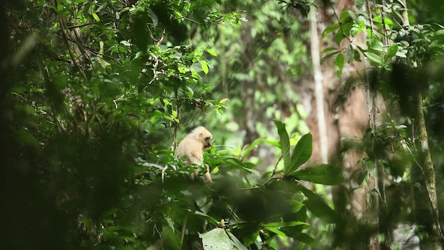 red leaf monkey - ML471639