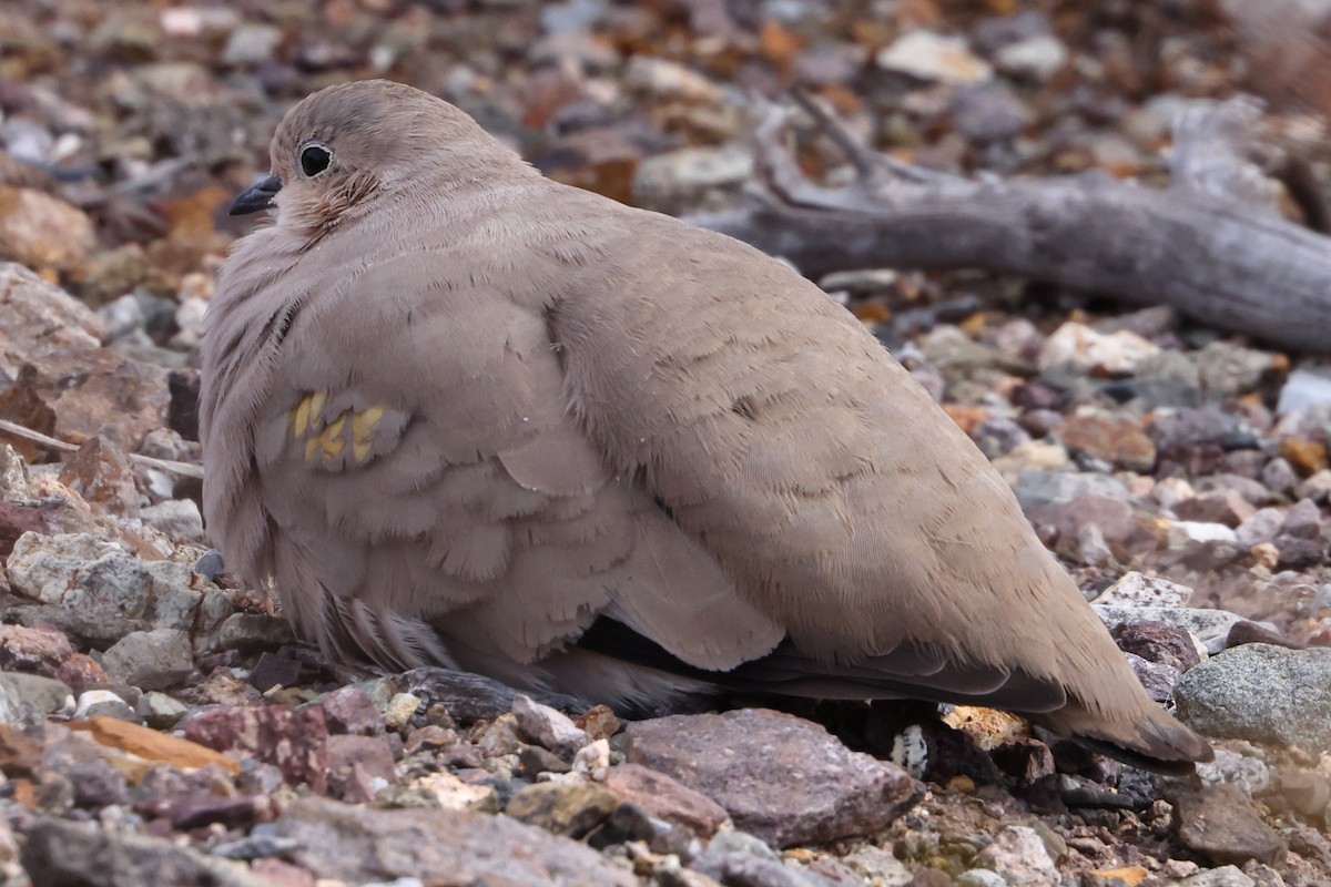 Golden-spotted Ground Dove - Robert Hagen
