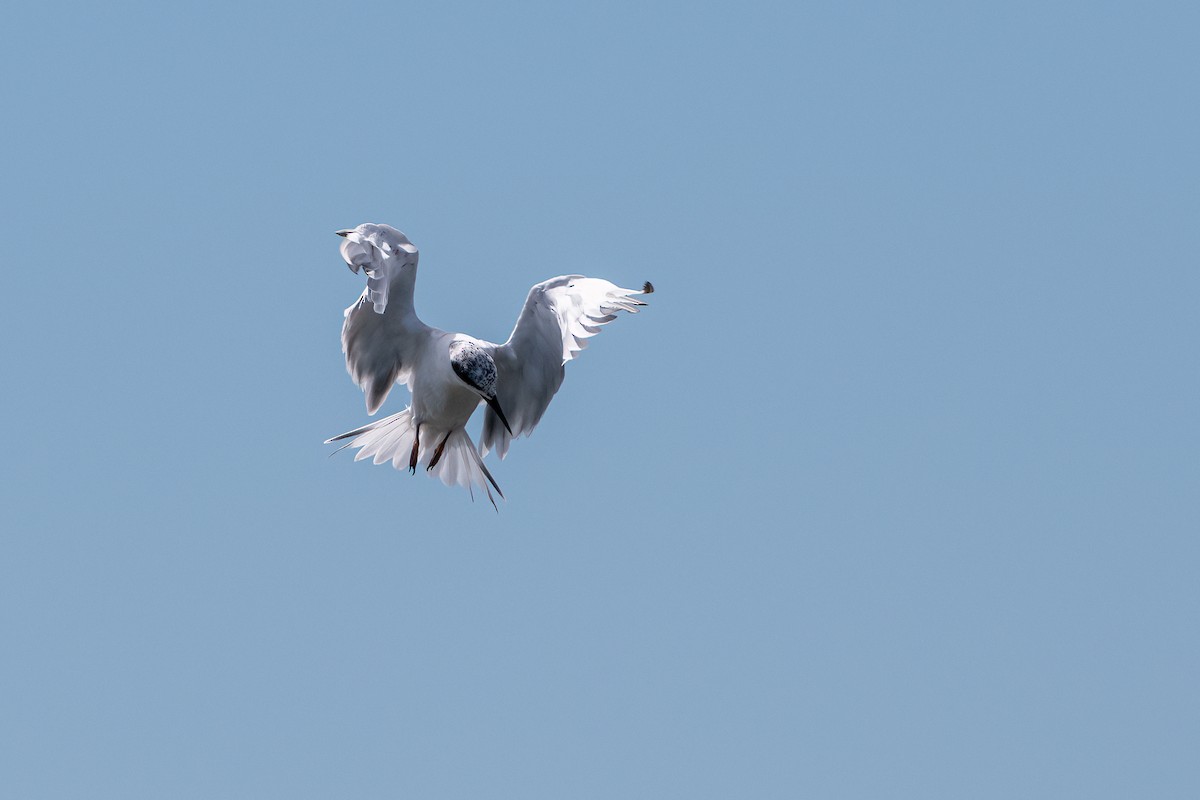 Forster's Tern - ML471640621