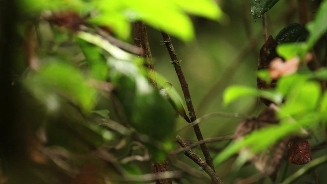 White-chested Babbler - ML471641