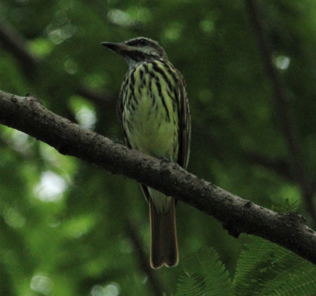 Sulphur-bellied Flycatcher - ML471642621