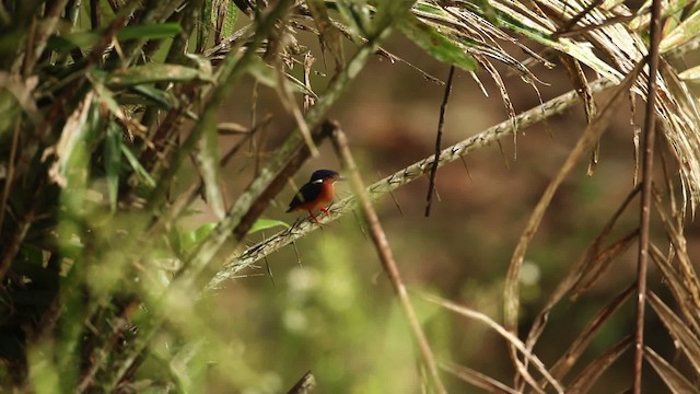 Blue-eared Kingfisher - ML471643