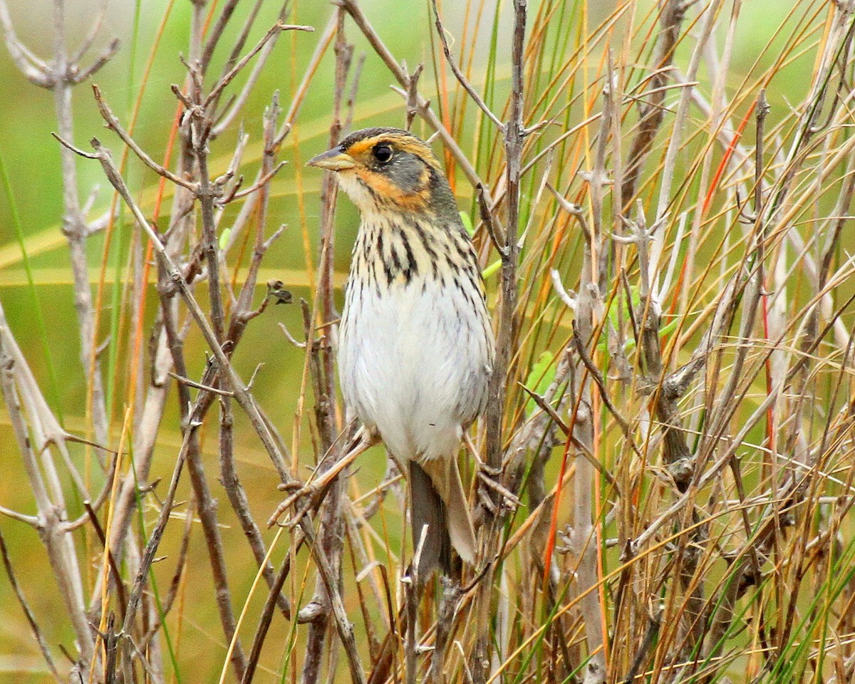 Saltmarsh Sparrow - ML471643131