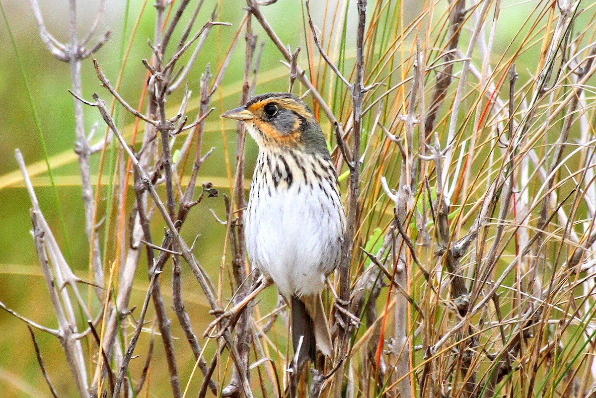 Saltmarsh Sparrow - ML471643301