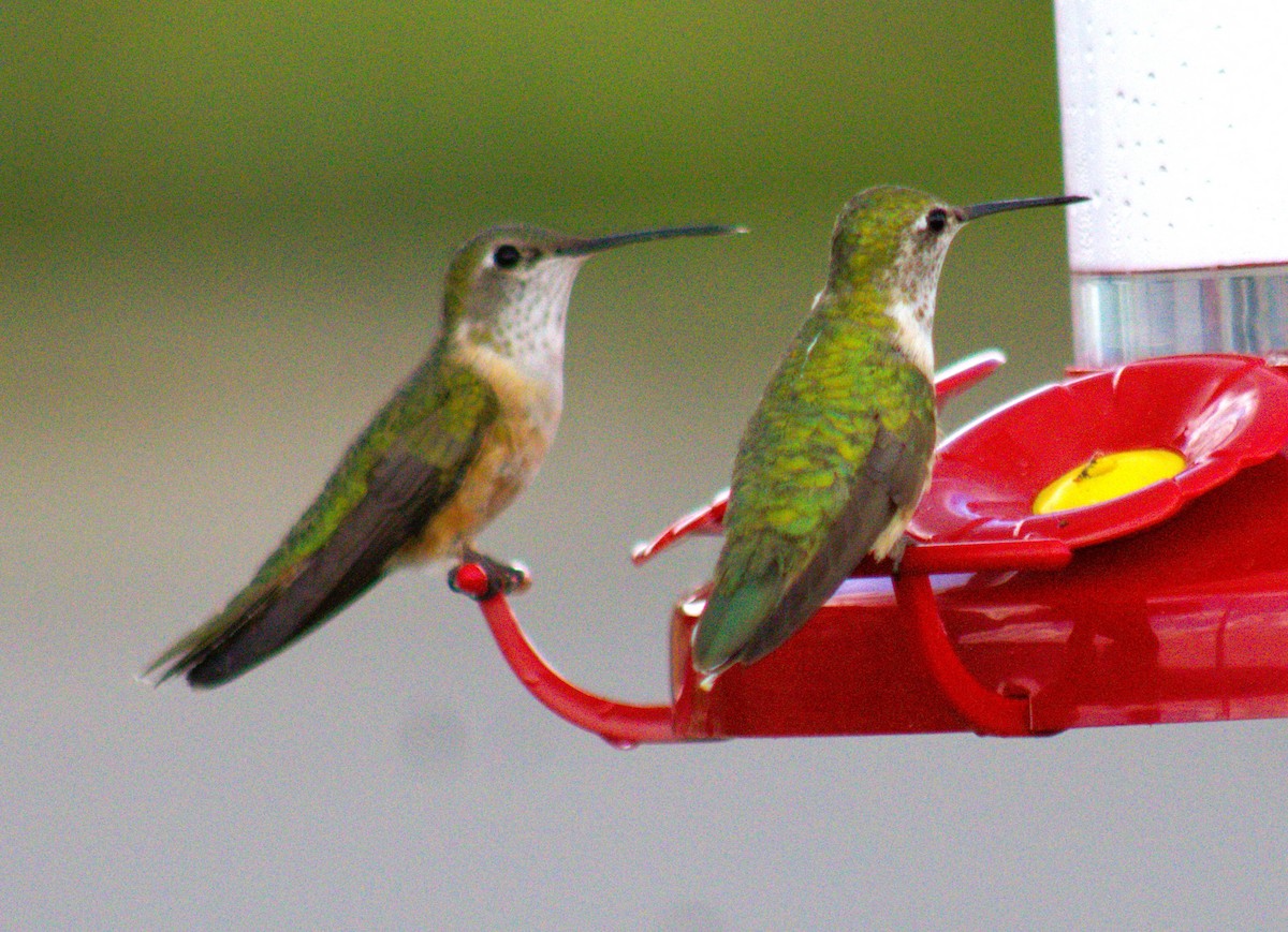 Broad-tailed Hummingbird - ML471643341