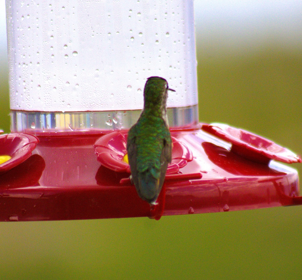 Broad-tailed Hummingbird - ML471643361