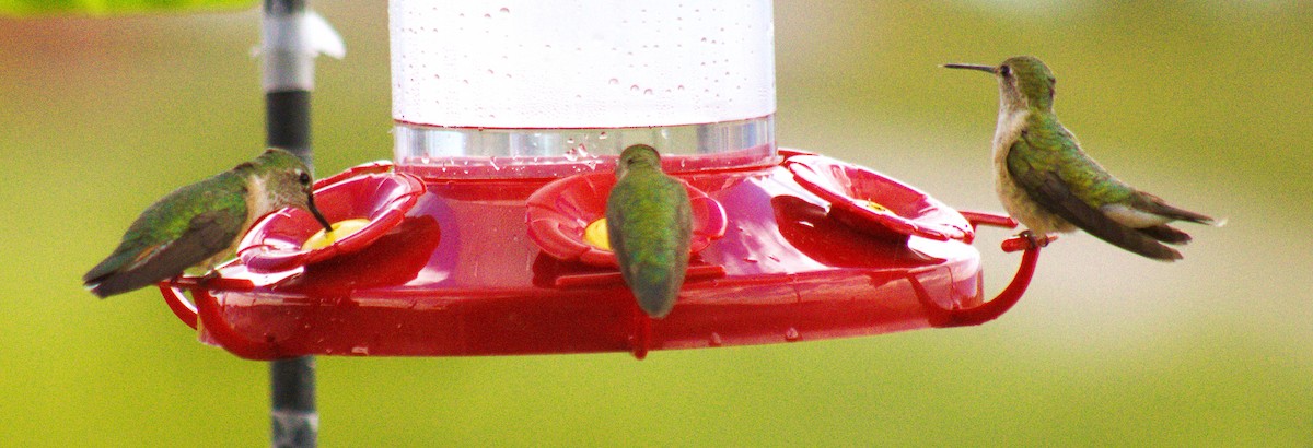 Broad-tailed Hummingbird - Don Carney