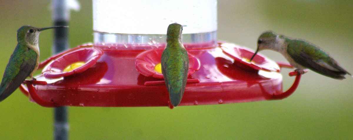 Broad-tailed Hummingbird - ML471643411