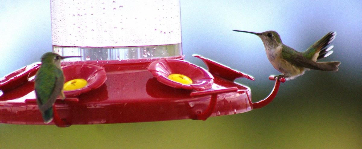 Broad-tailed Hummingbird - ML471643431