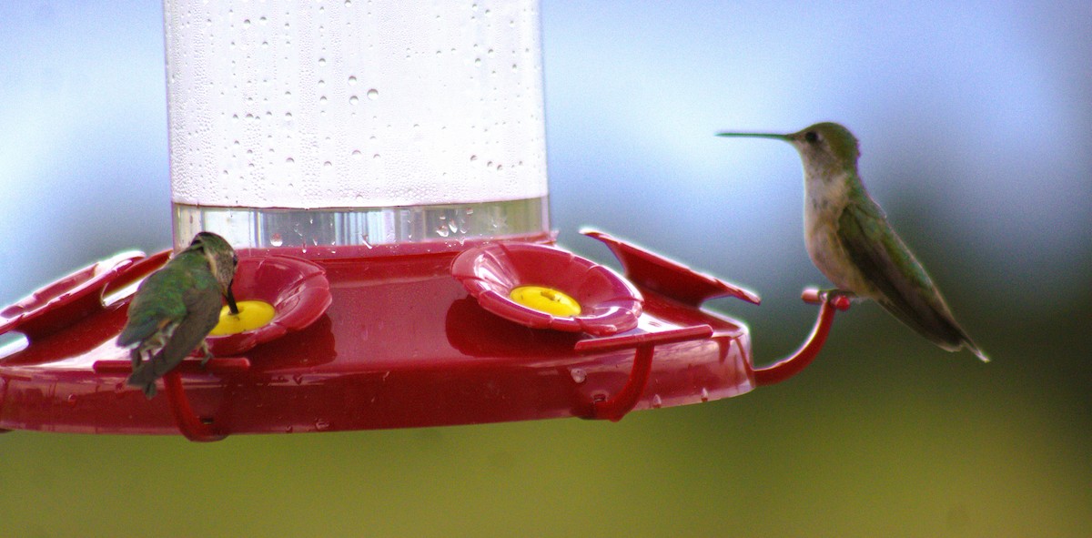 Broad-tailed Hummingbird - ML471643451