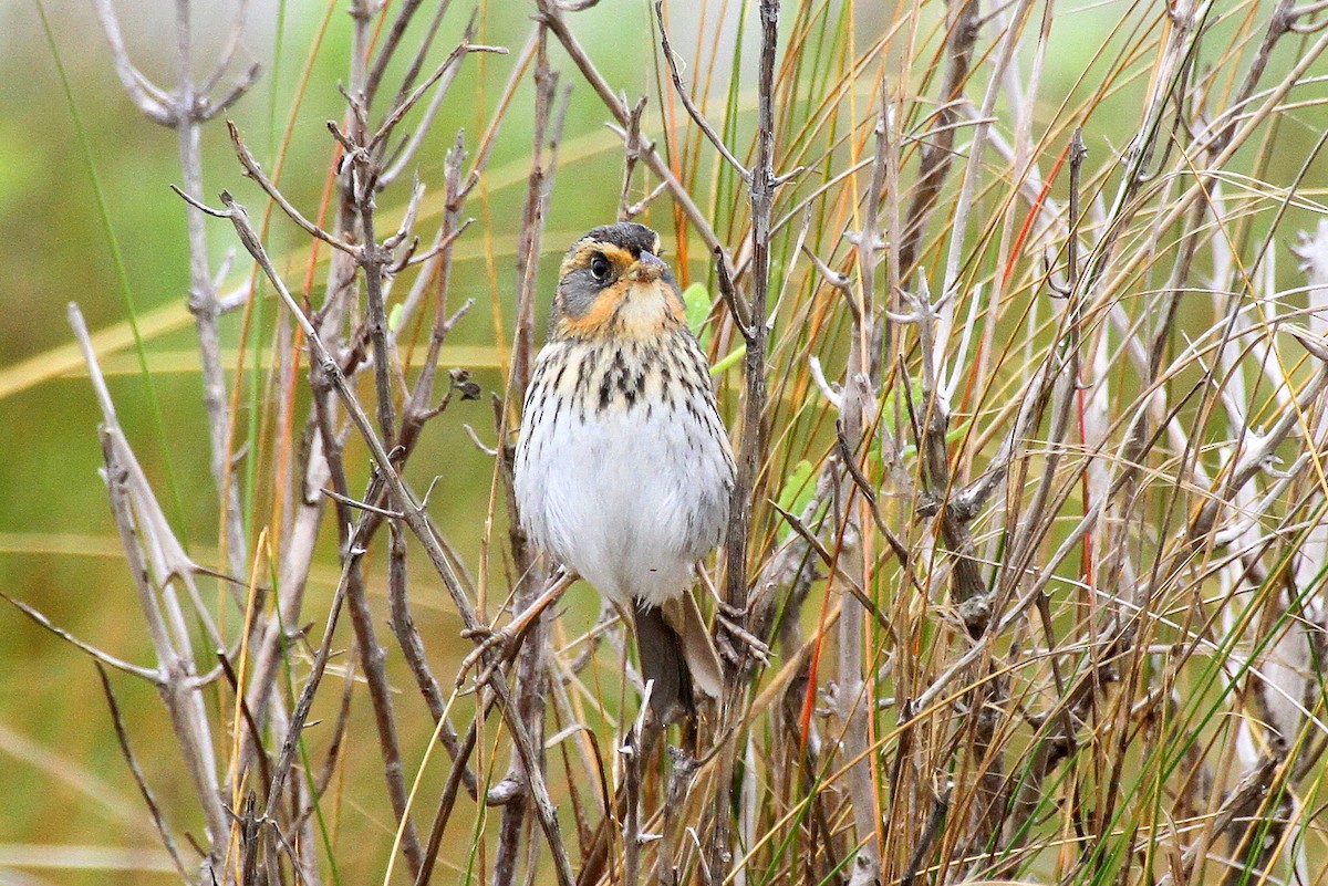 Saltmarsh Sparrow - ML471643971