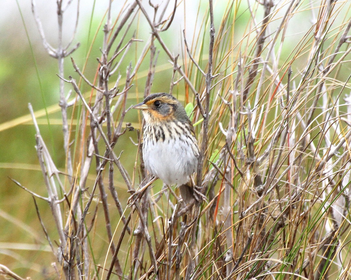 Saltmarsh Sparrow - ML471644091