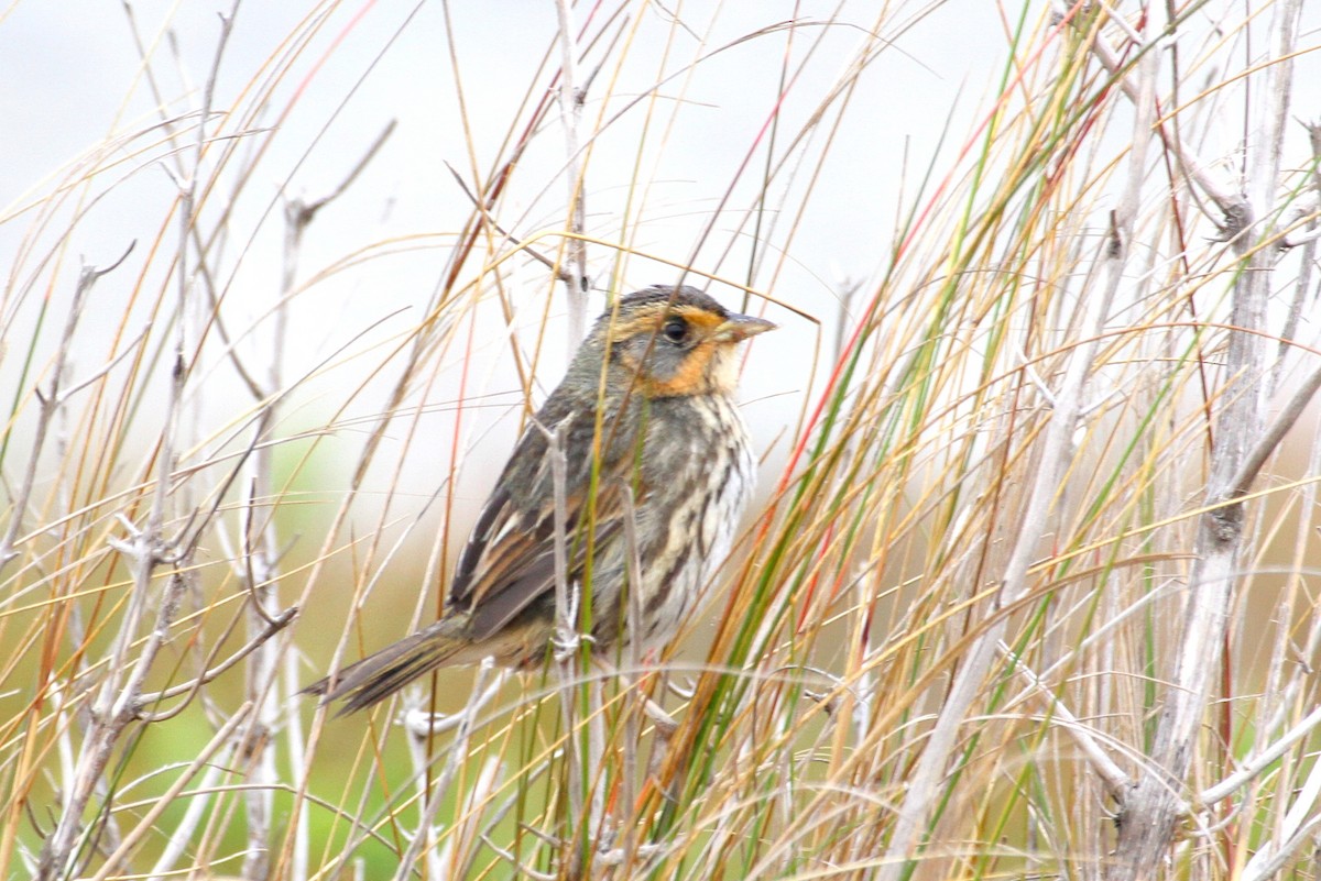 Saltmarsh Sparrow - ML471644241