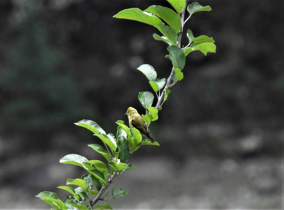 Fire-capped Tit - ML471645371