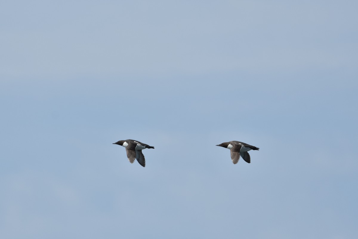 Common Murre - Lise Paquette  Robert Faucher