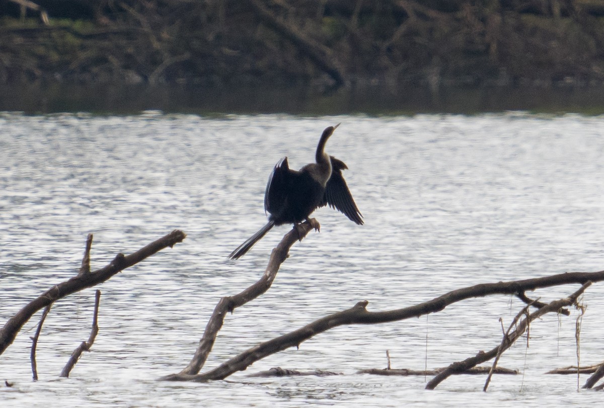 Anhinga - ML471646561