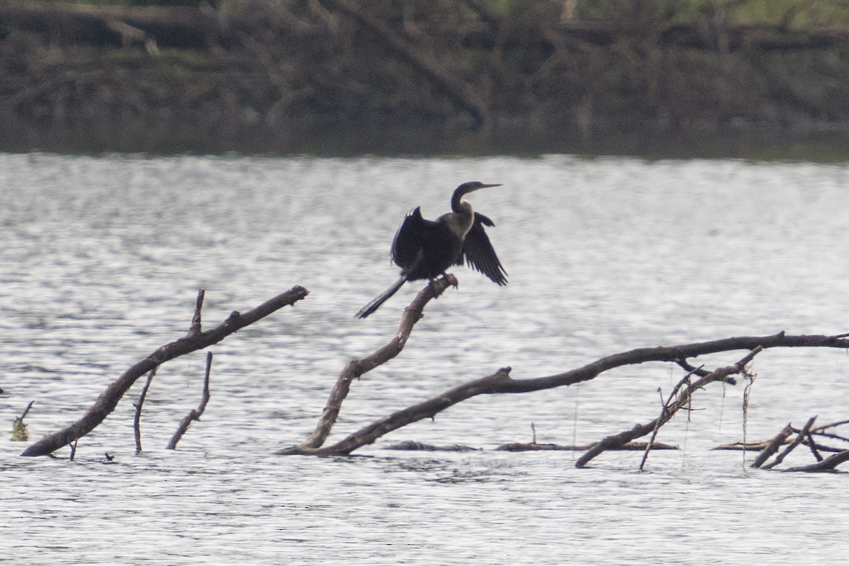 Anhinga - ML471646571