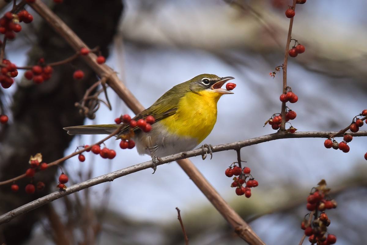 Yellow-breasted Chat - Scott Martin
