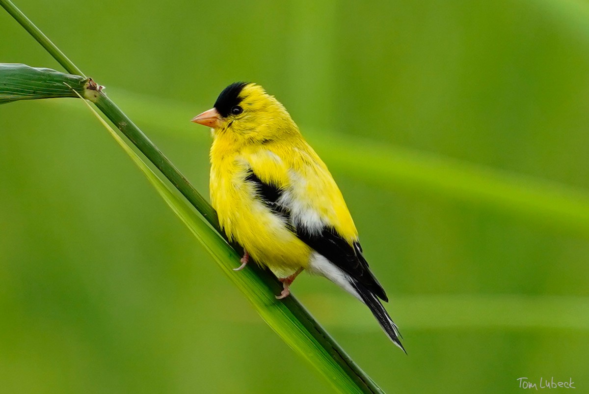 American Goldfinch - ML471649631