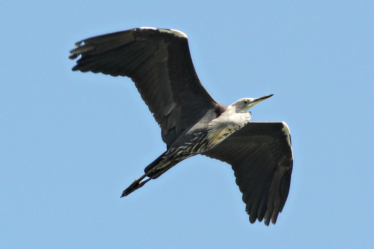 Pacific Heron - ML471651171