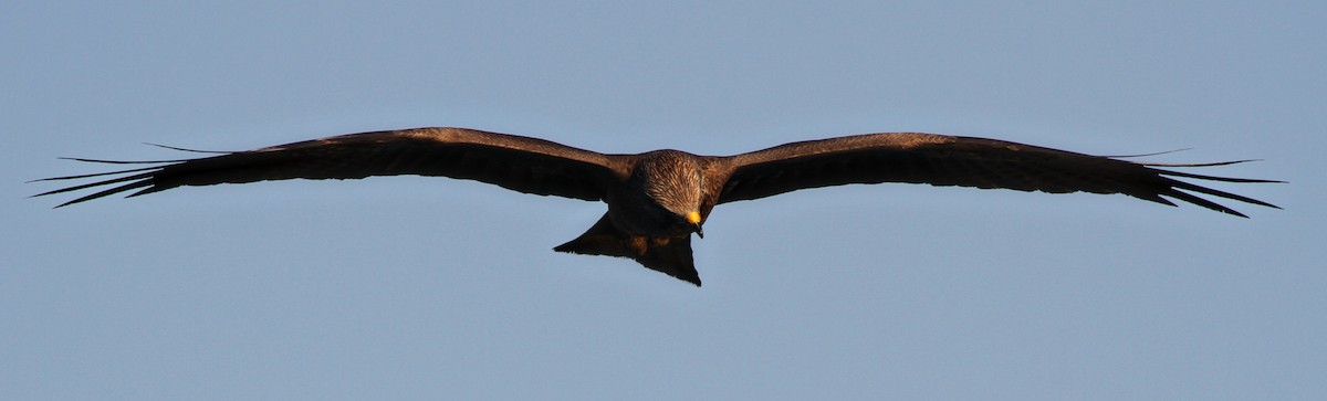 Black Kite - ML471651981