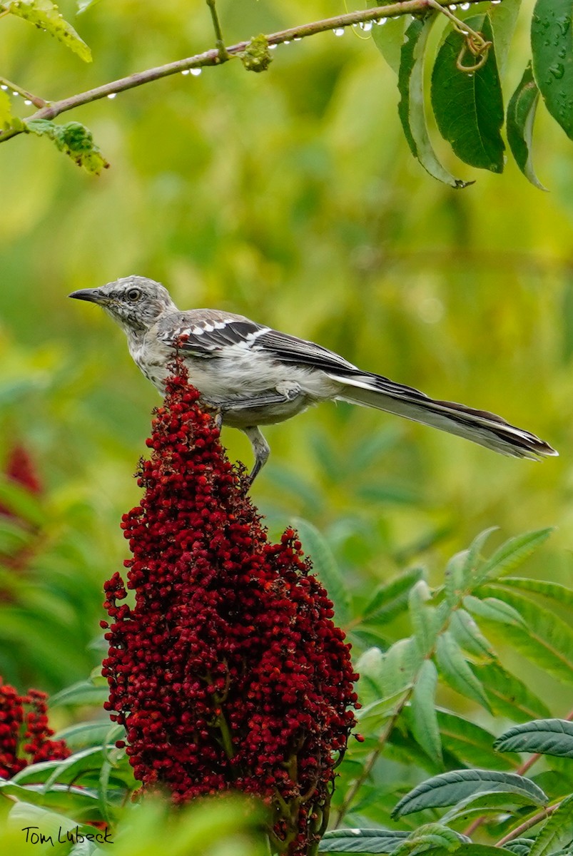 Northern Mockingbird - ML471652071