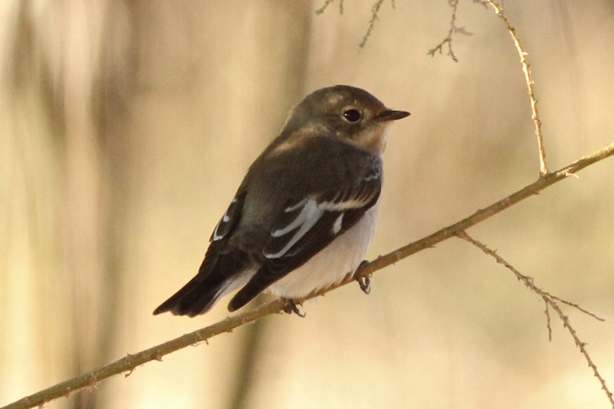 Collared Flycatcher - ML47165311