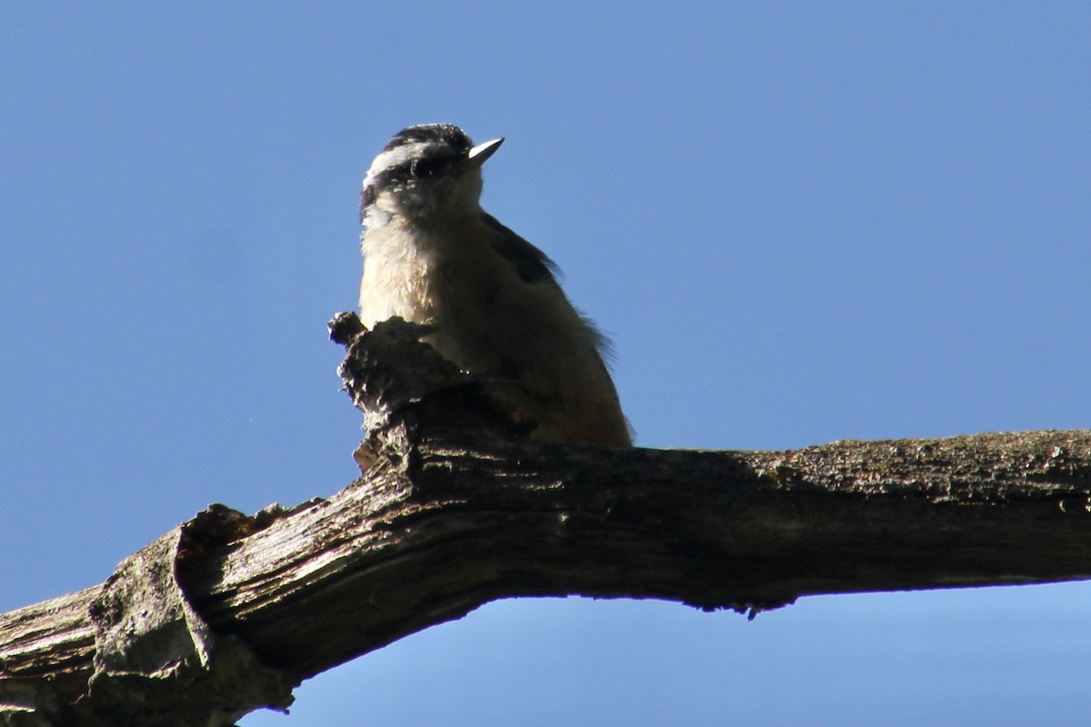 Red-breasted Nuthatch - ML471653601