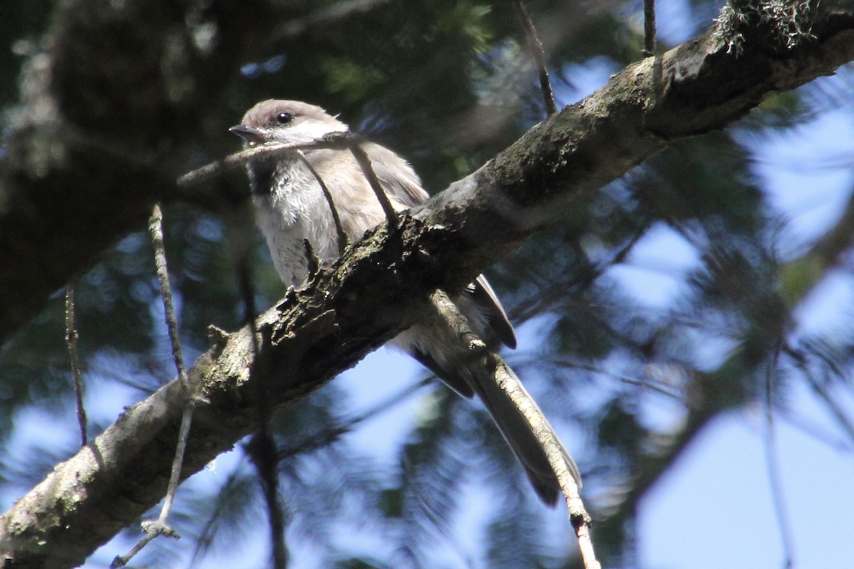 Boreal Chickadee - Glen Chapman