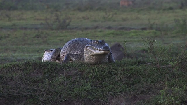 Common caiman, Spectacled caiman - ML471654