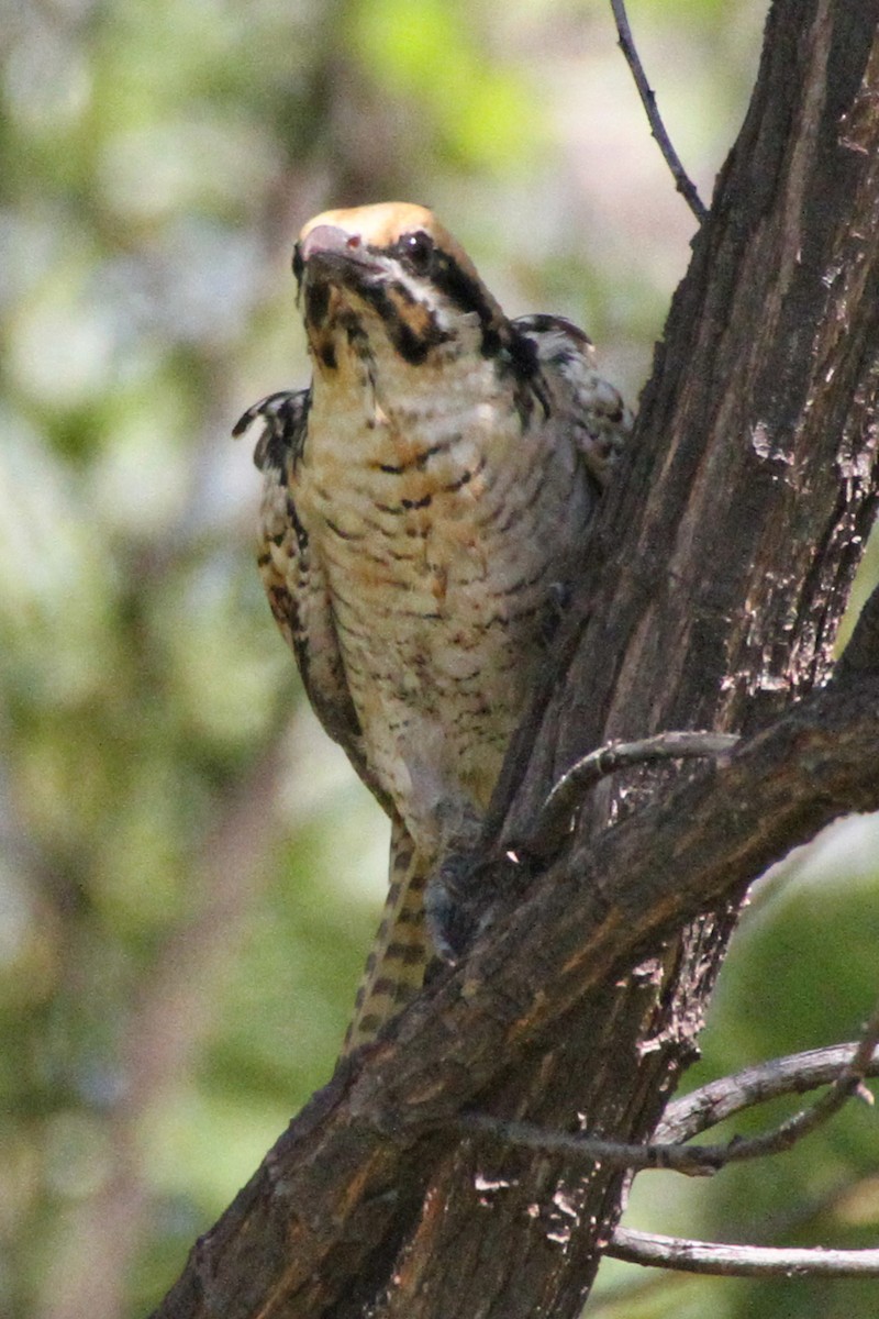 Pacific Koel (Australian) - Gypsy Stockley