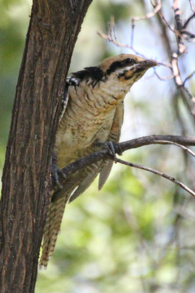 Тихоокеанский коэль (cyanocephalus/subcyanocephalus) - ML471654441