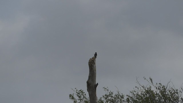 Red-headed Woodpecker - ML471657181