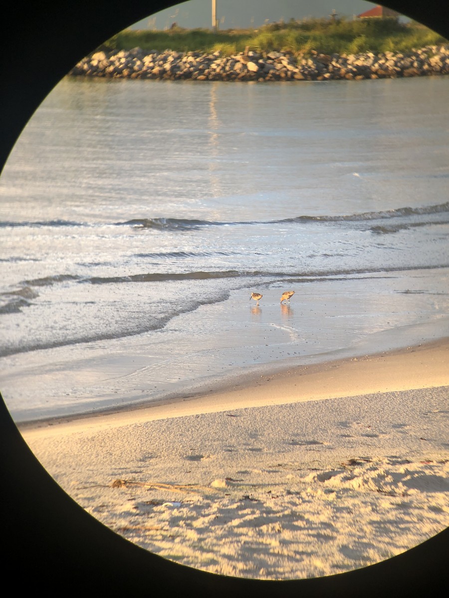 Short-billed Dowitcher - ML471657721