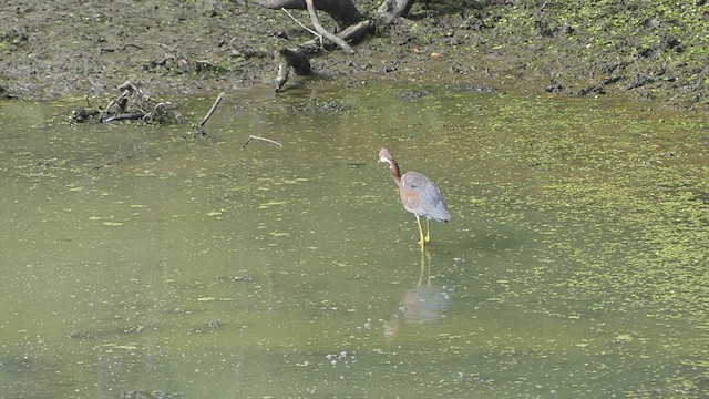 Tricolored Heron - ML471658991