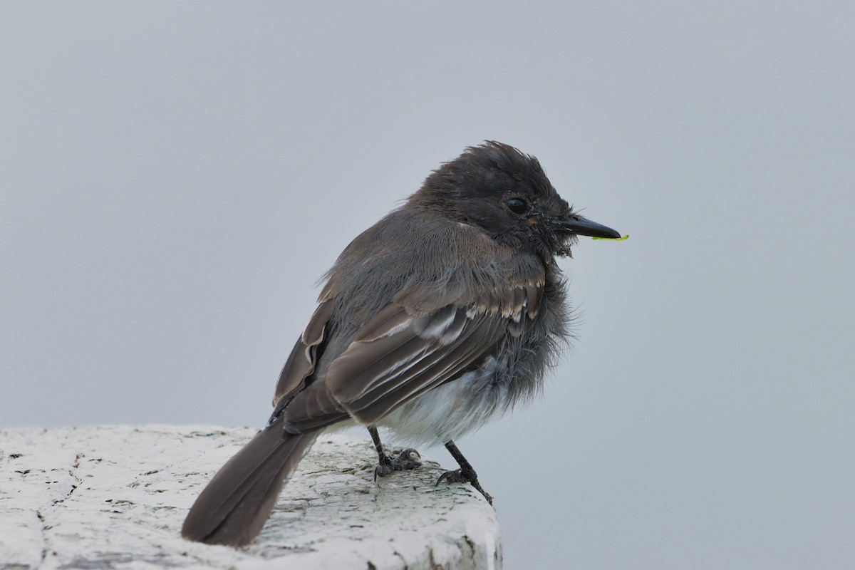 Black Phoebe - ML471661401