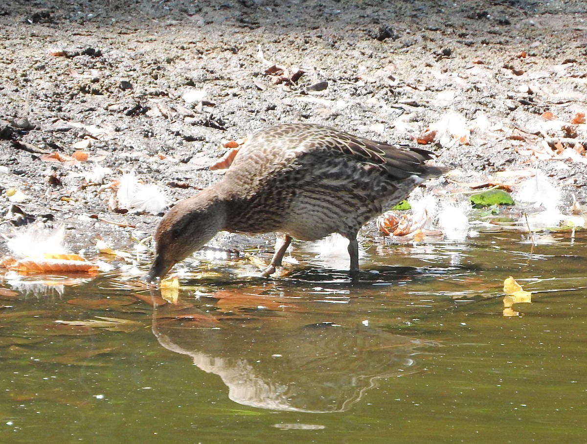 Green-winged Teal - ML471661821