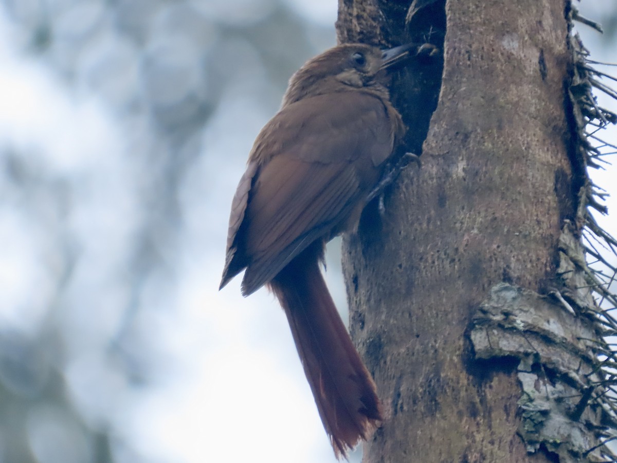 Plain-brown Woodcreeper - Gerry Hawkins