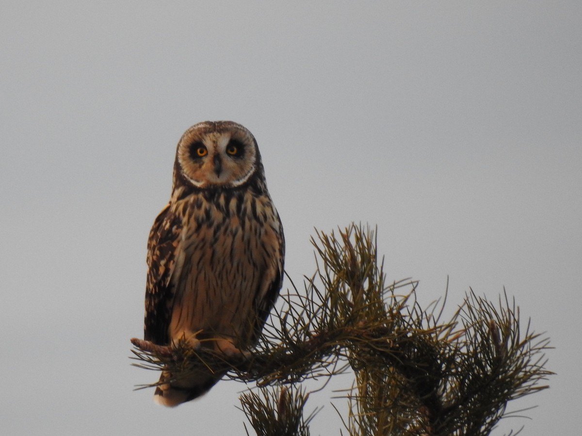 Short-eared Owl - ML471664041