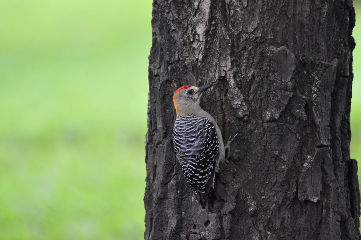 Hoffmann's Woodpecker - ML471664521