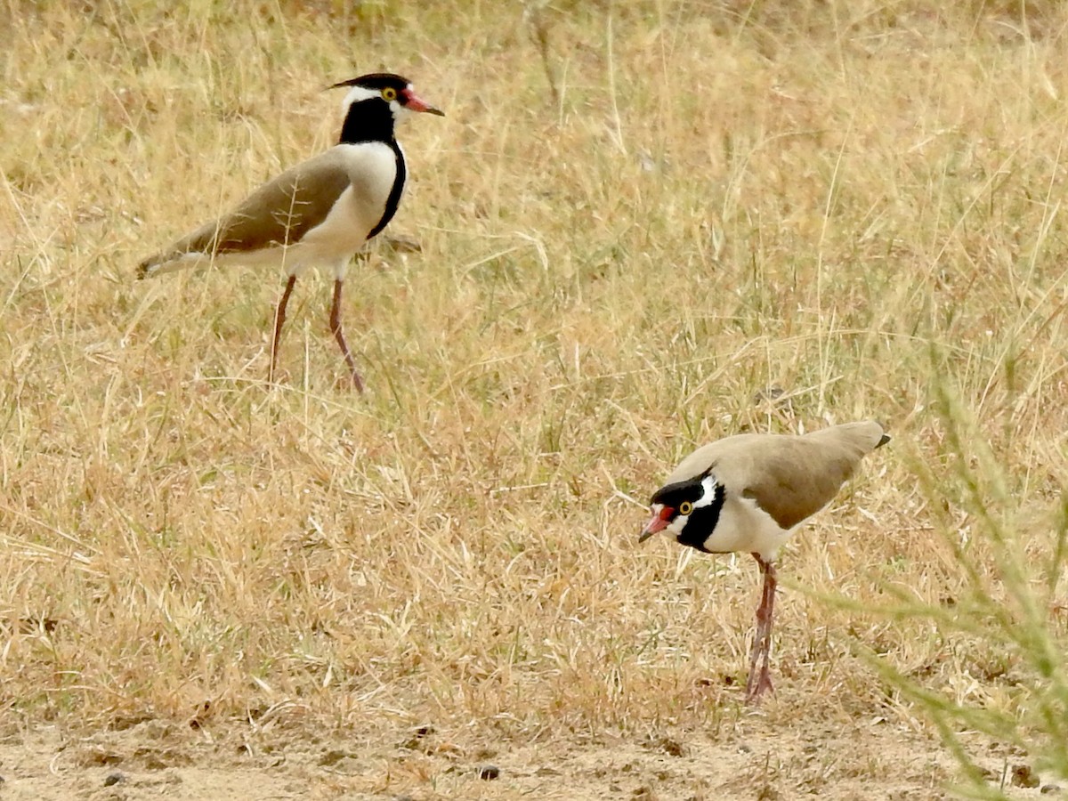 Black-headed Lapwing - ML471669281